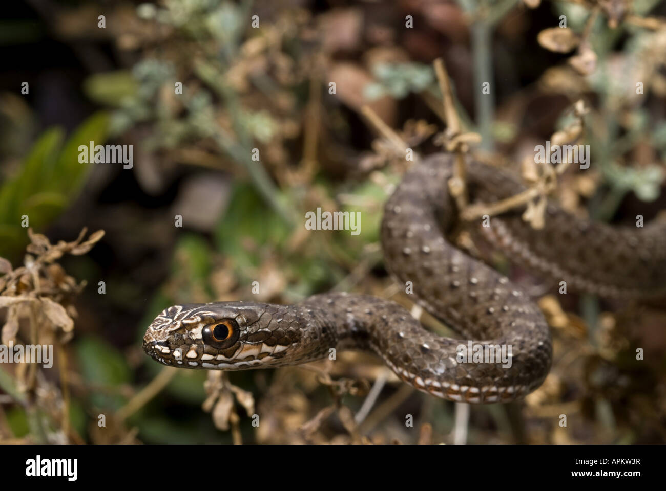 La couleuvre de Montpellier Malpolon monspessulanus insignitus (), juvénile, Grèce, Péloponnèse, Messinien, Pylos Banque D'Images