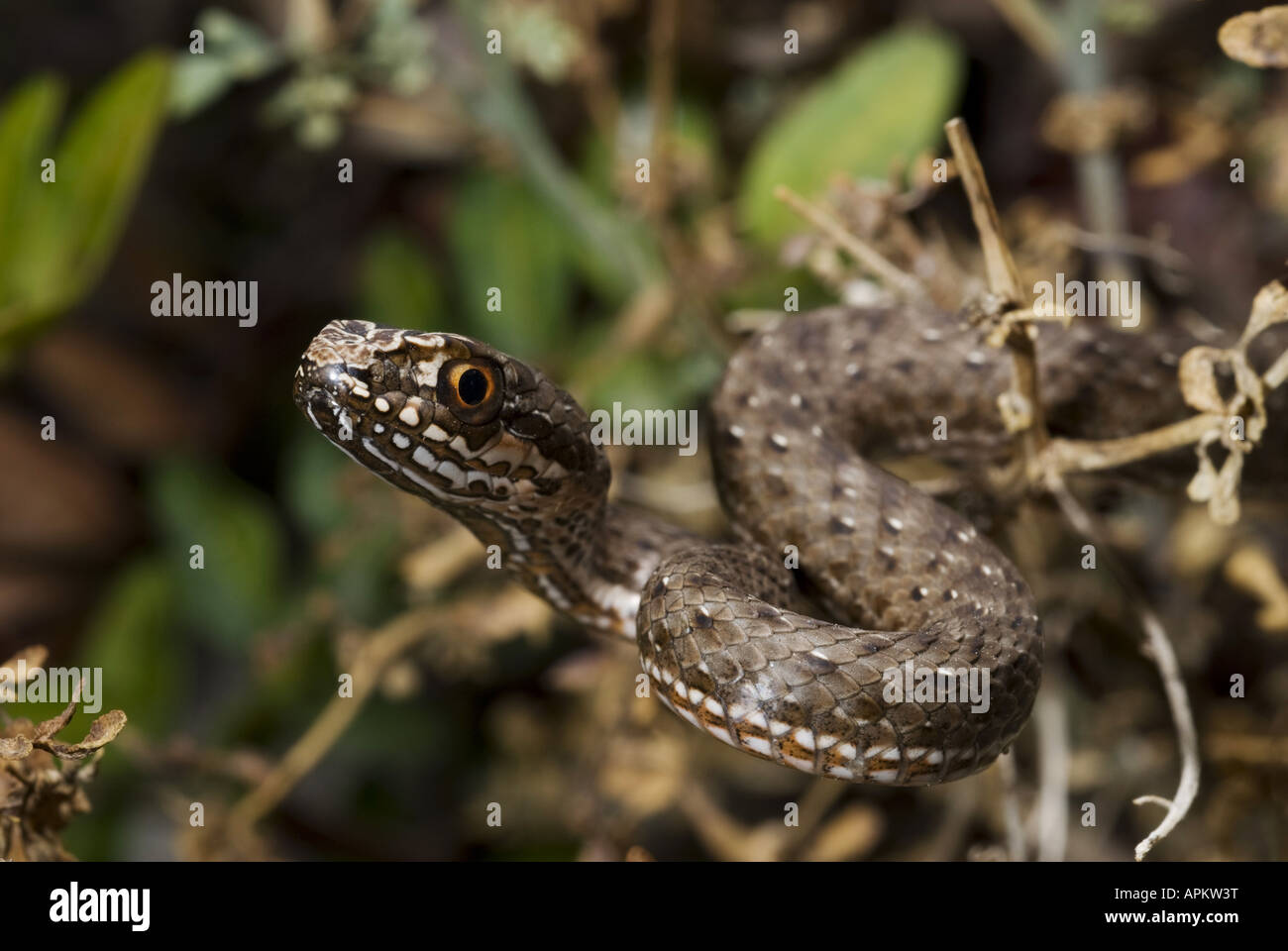 La couleuvre de Montpellier Malpolon monspessulanus insignitus (), juvénile, Grèce, Péloponnèse, Messinien, Pylos Banque D'Images