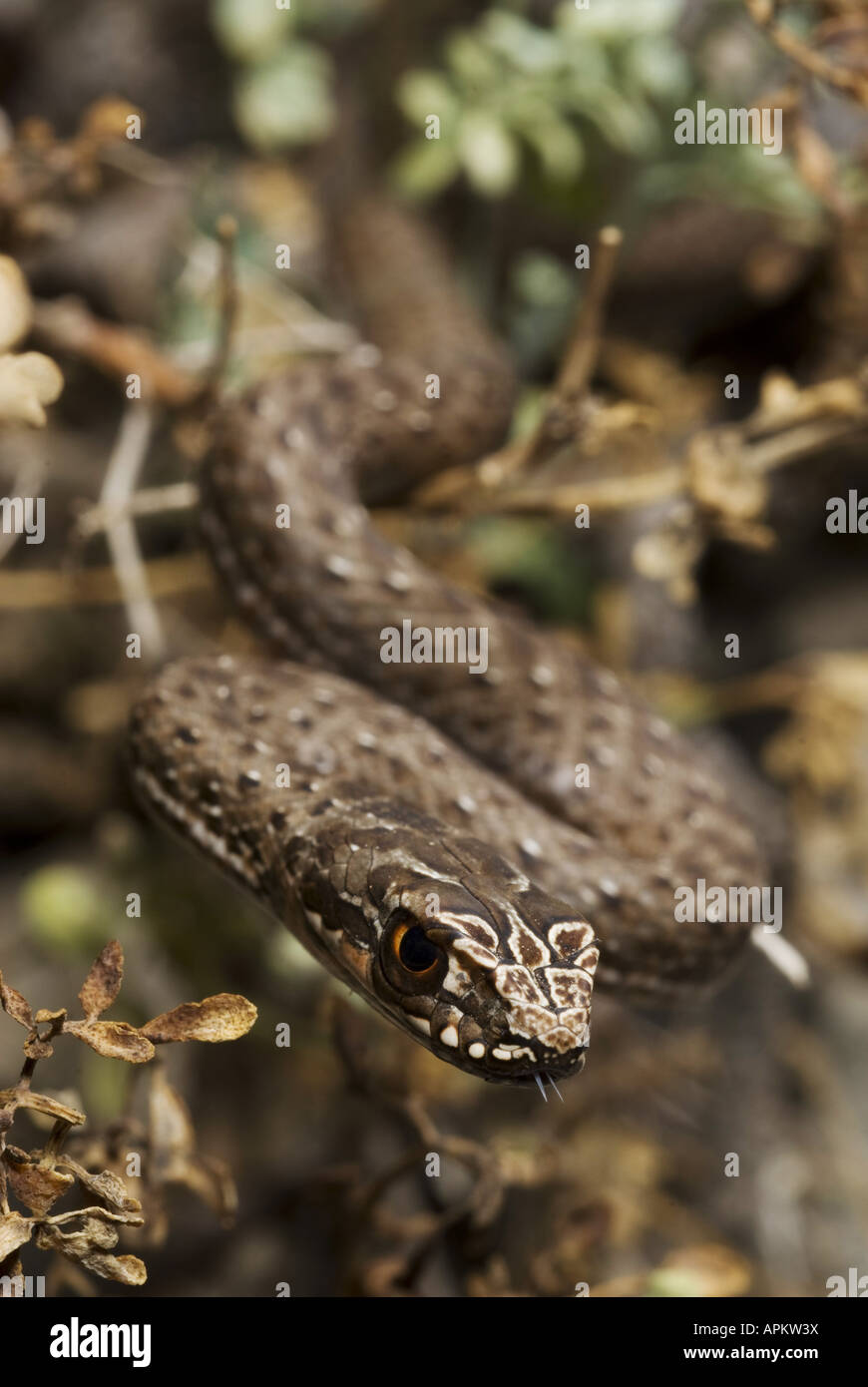 La couleuvre de Montpellier Malpolon monspessulanus insignitus (), juvénile, Grèce, Péloponnèse, Messinien, Pylos Banque D'Images