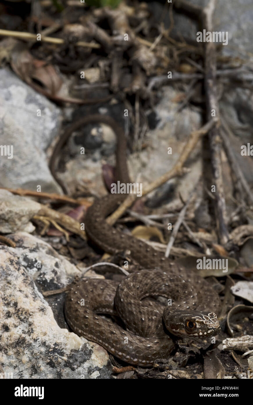 La couleuvre de Montpellier Malpolon monspessulanus insignitus (), juvénile, Grèce, Péloponnèse, Messinien, Pylos Banque D'Images