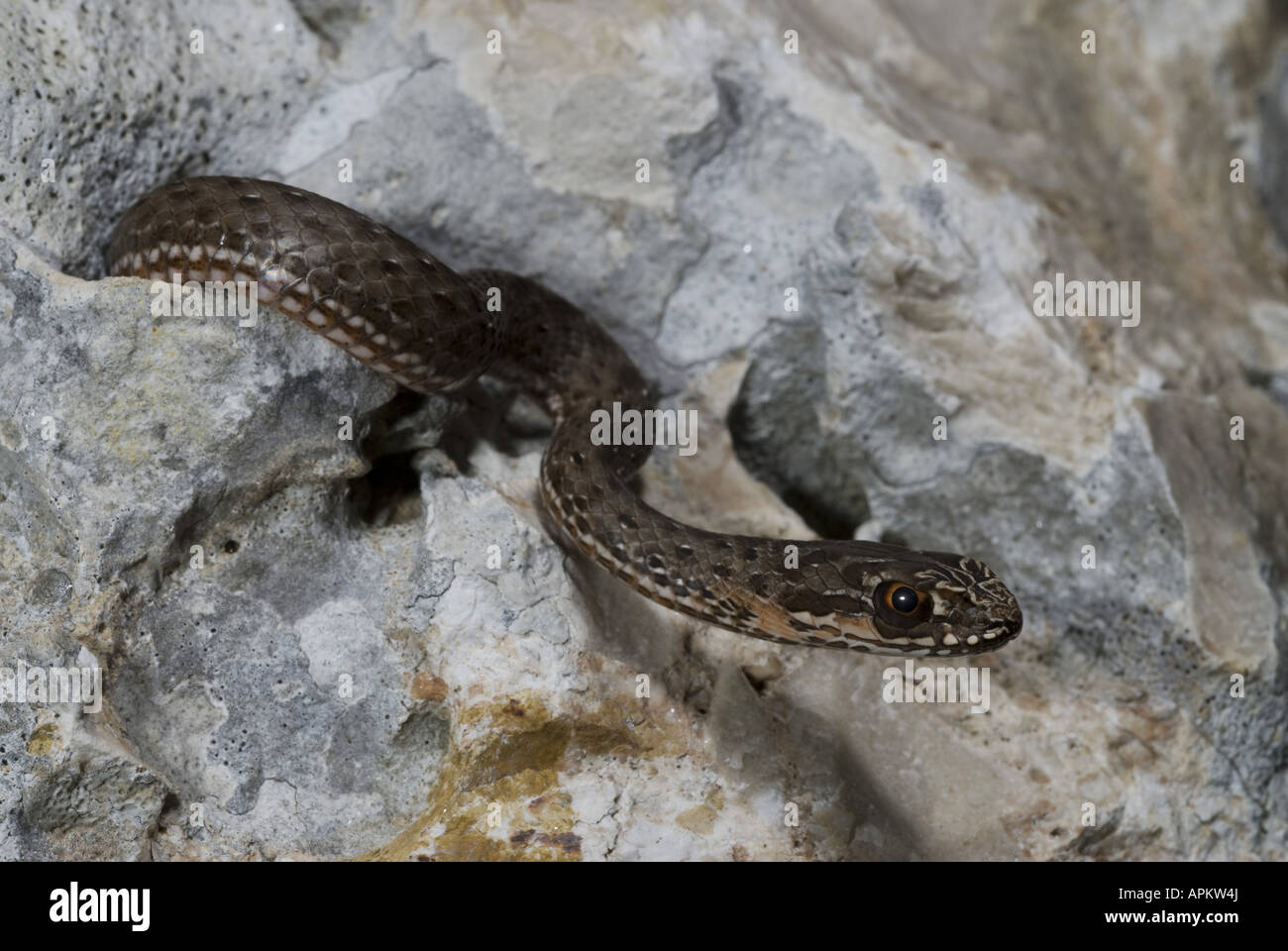 La couleuvre de Montpellier Malpolon monspessulanus insignitus (juvénile), entre les rochers, la Grèce, Péloponnèse, Messinien, Pylos Banque D'Images