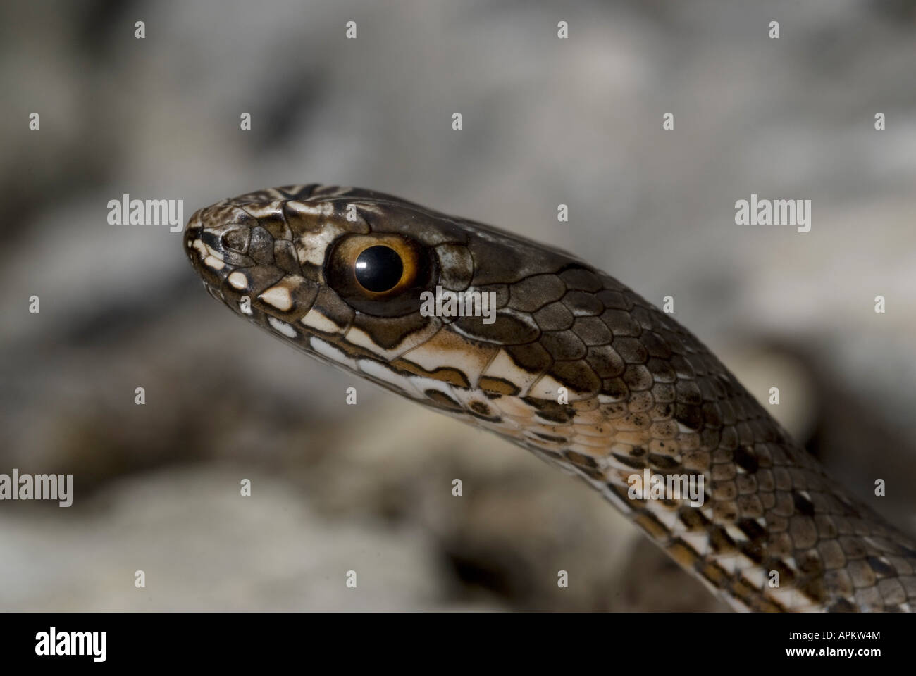 La couleuvre de Montpellier Malpolon monspessulanus insignitus (), portrait, Grèce, Péloponnèse, Messinien, Pylos Banque D'Images