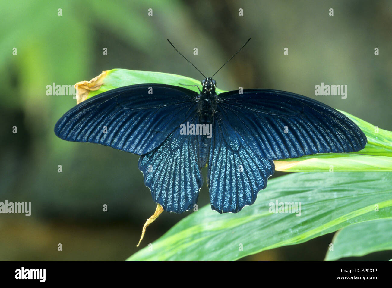 Grand Mormon Papilio memnon), assis sur une feuille Banque D'Images