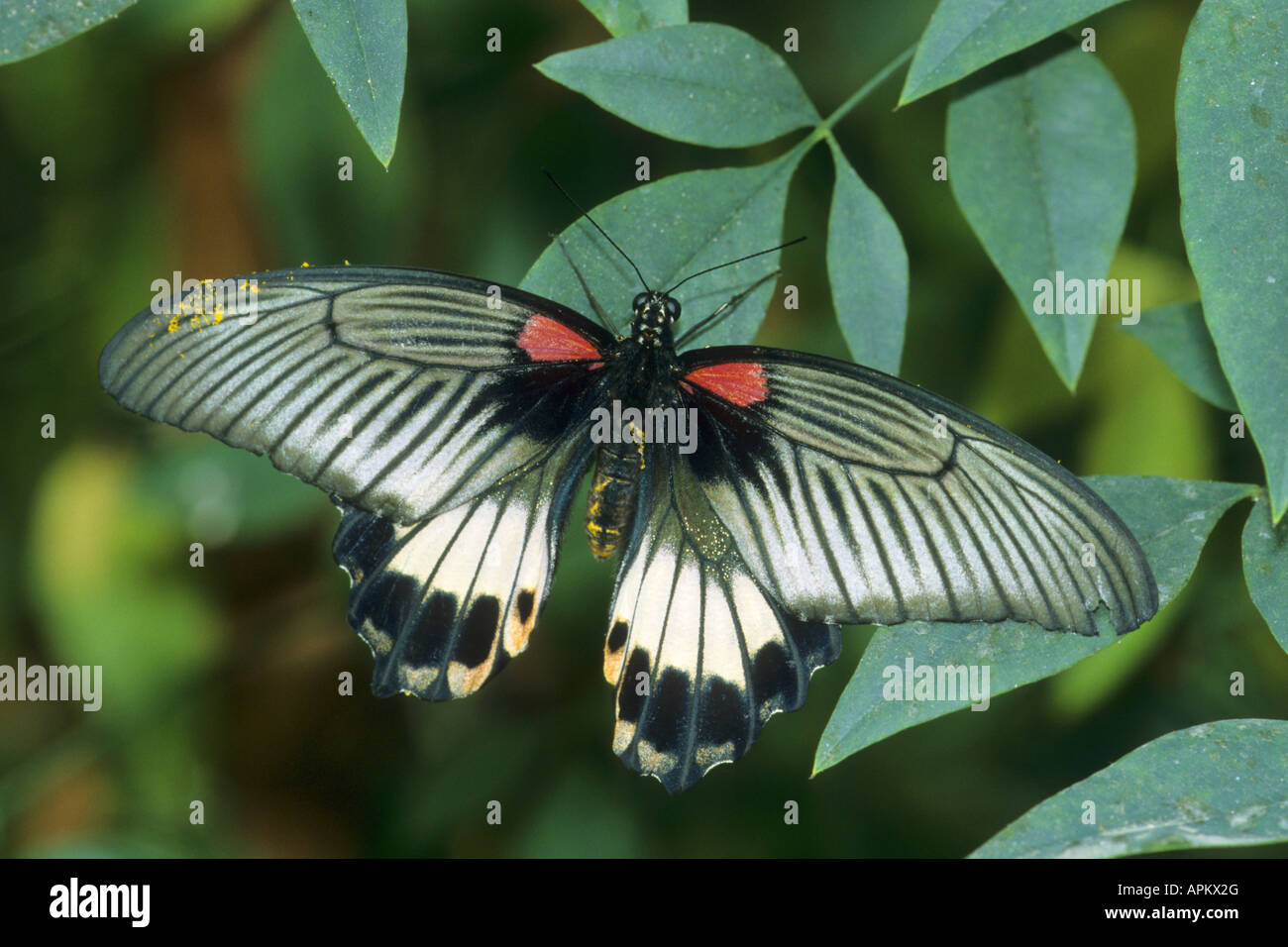 Grand Mormon Papilio memnon), sittng sur une feuille Banque D'Images