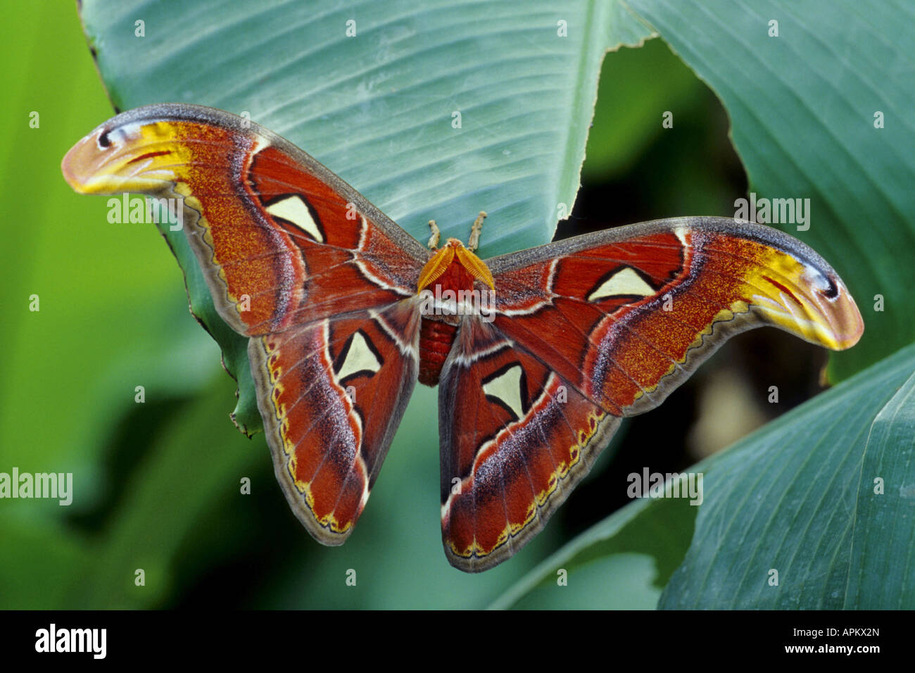 Atlas moth (Attacus atlas), assis sur une feuille Banque D'Images