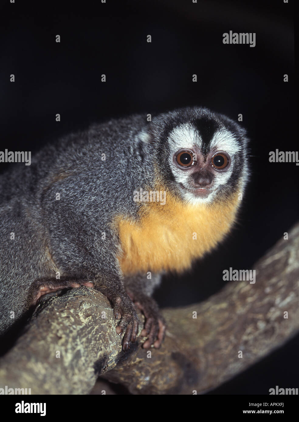 Singe douroucouli, nuit, Humboldt's night monkey (Aotus trivirgatus), portrait Banque D'Images