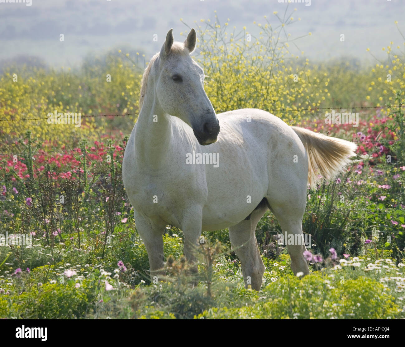 Cheval blanc dans le champ de fleurs du printemps Banque D'Images