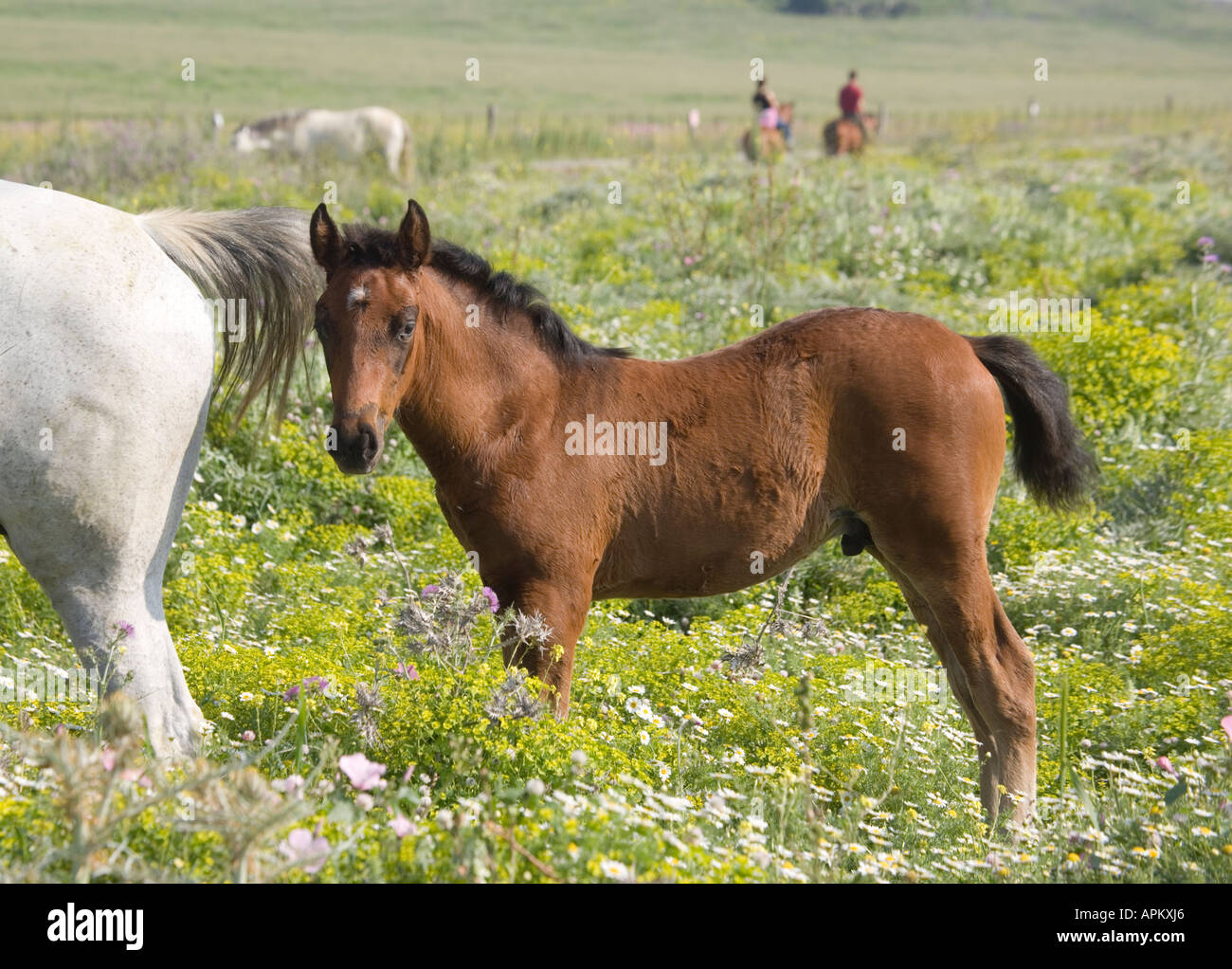 Poulain dans domaine de fleurs de printemps Banque D'Images