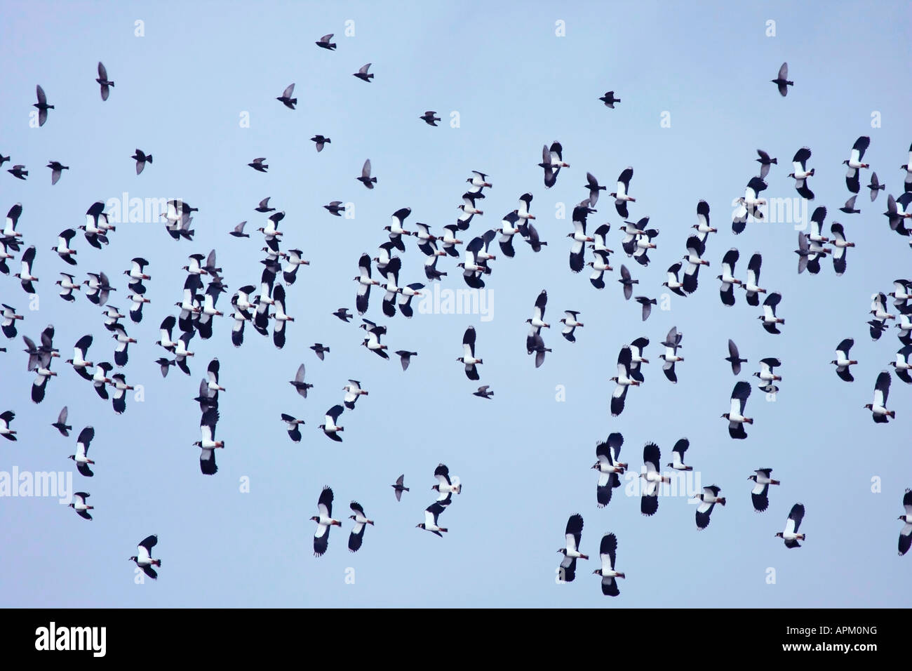 Troupeau de Lapwing (Vanellus vanellus) en vol en hiver à Sussex, en Angleterre Banque D'Images