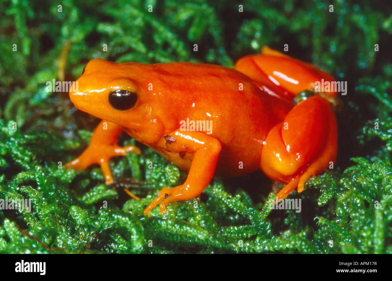 (Mantella aurantiaca Golden Mantella) sur mousse Banque D'Images