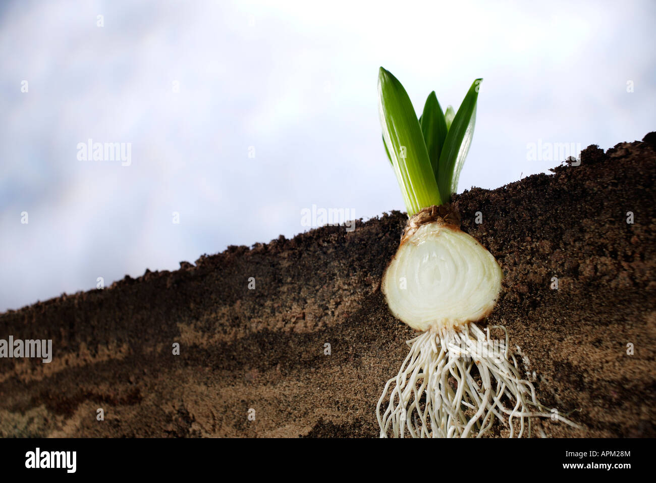 Coupe transversale d'un bulbe de jacinthe Banque D'Images