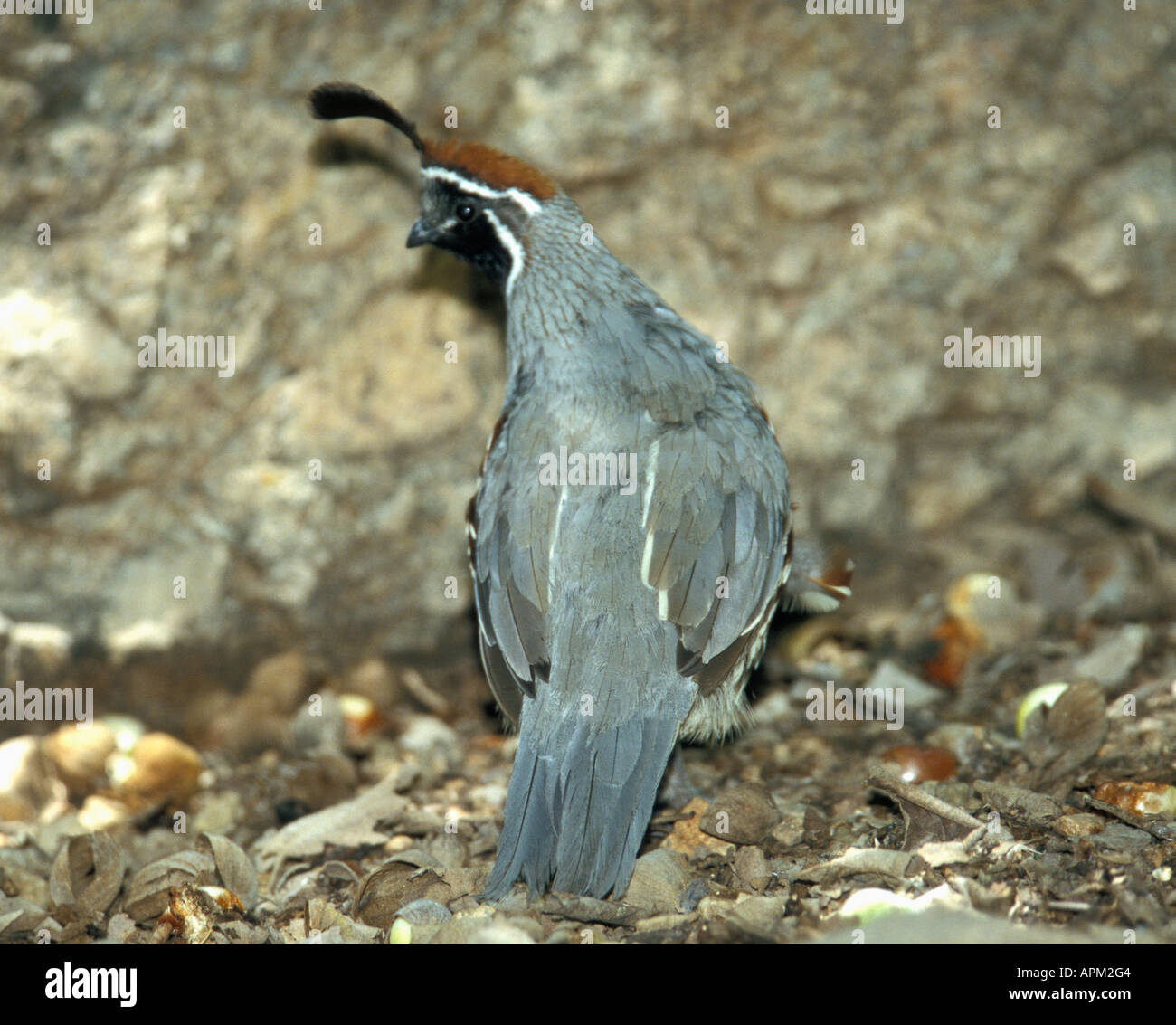Désert de Sonora - sud-ouest de l'Arizona - USA de Gambel Callipepla gambelli Caille Banque D'Images