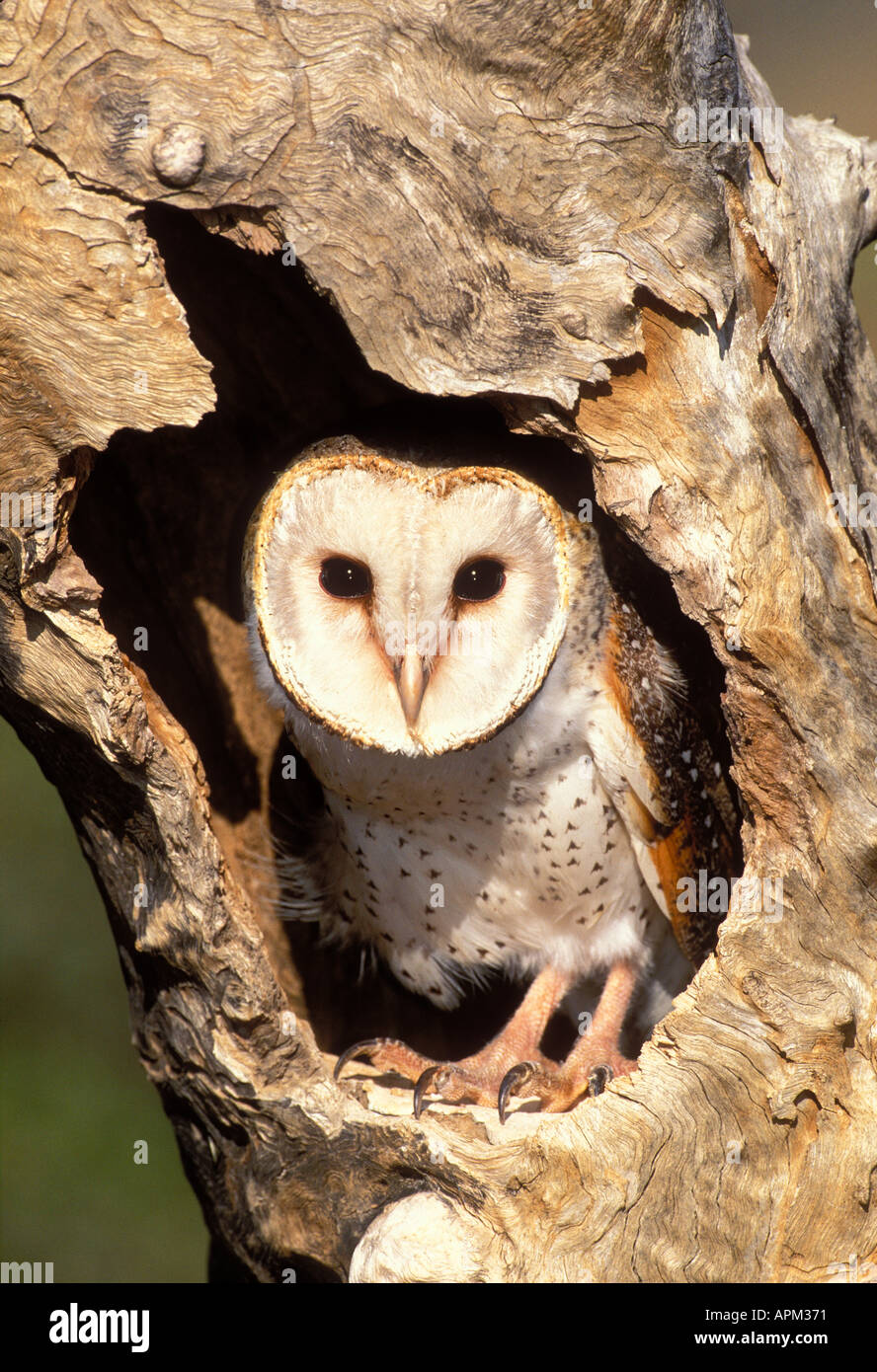 Effraie des clochers Tyto alba assis dans tree hollow Banque D'Images
