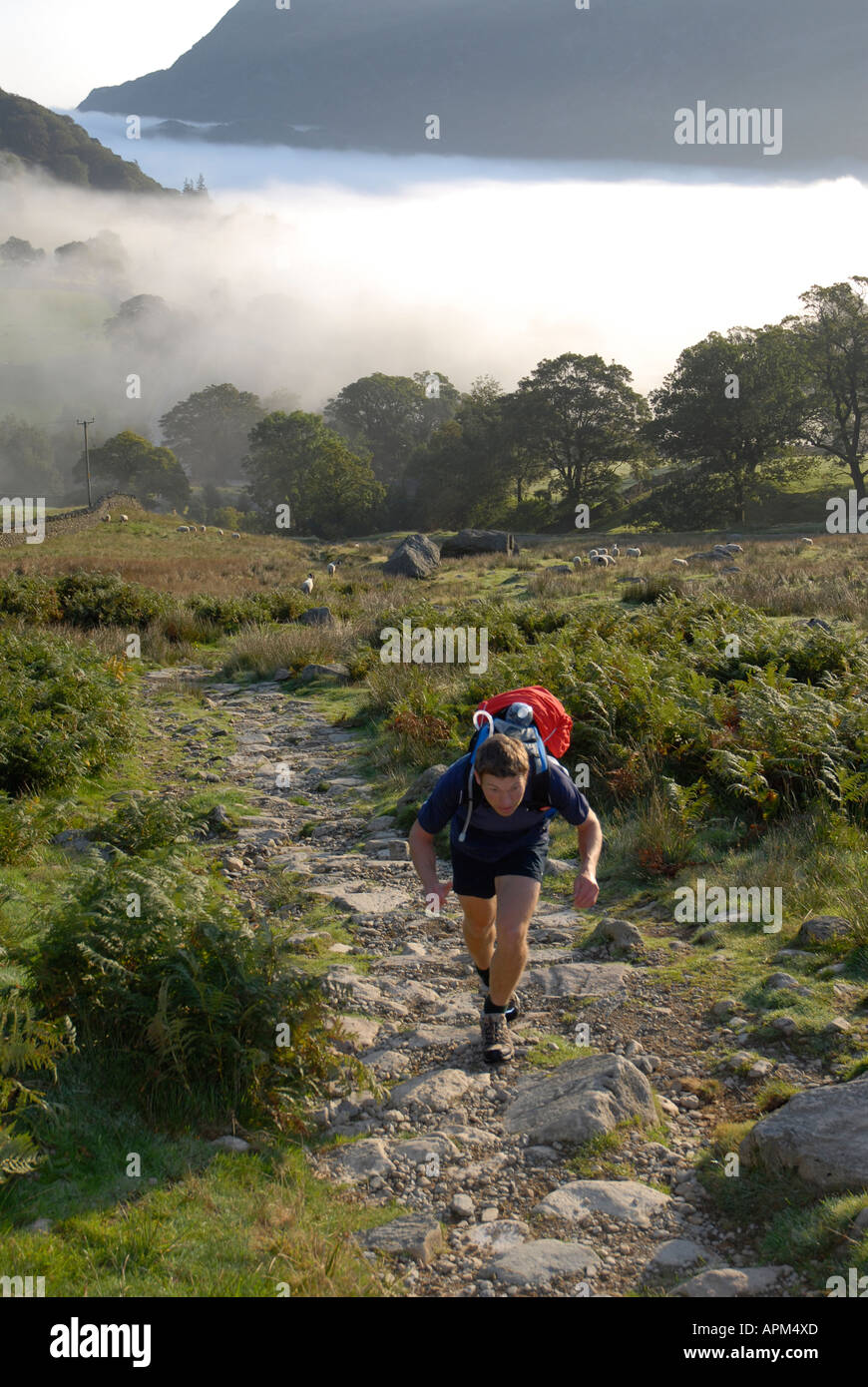 Man walking up chemin escarpé de Glenridding sur un matin brumeux dans le Lake District Banque D'Images