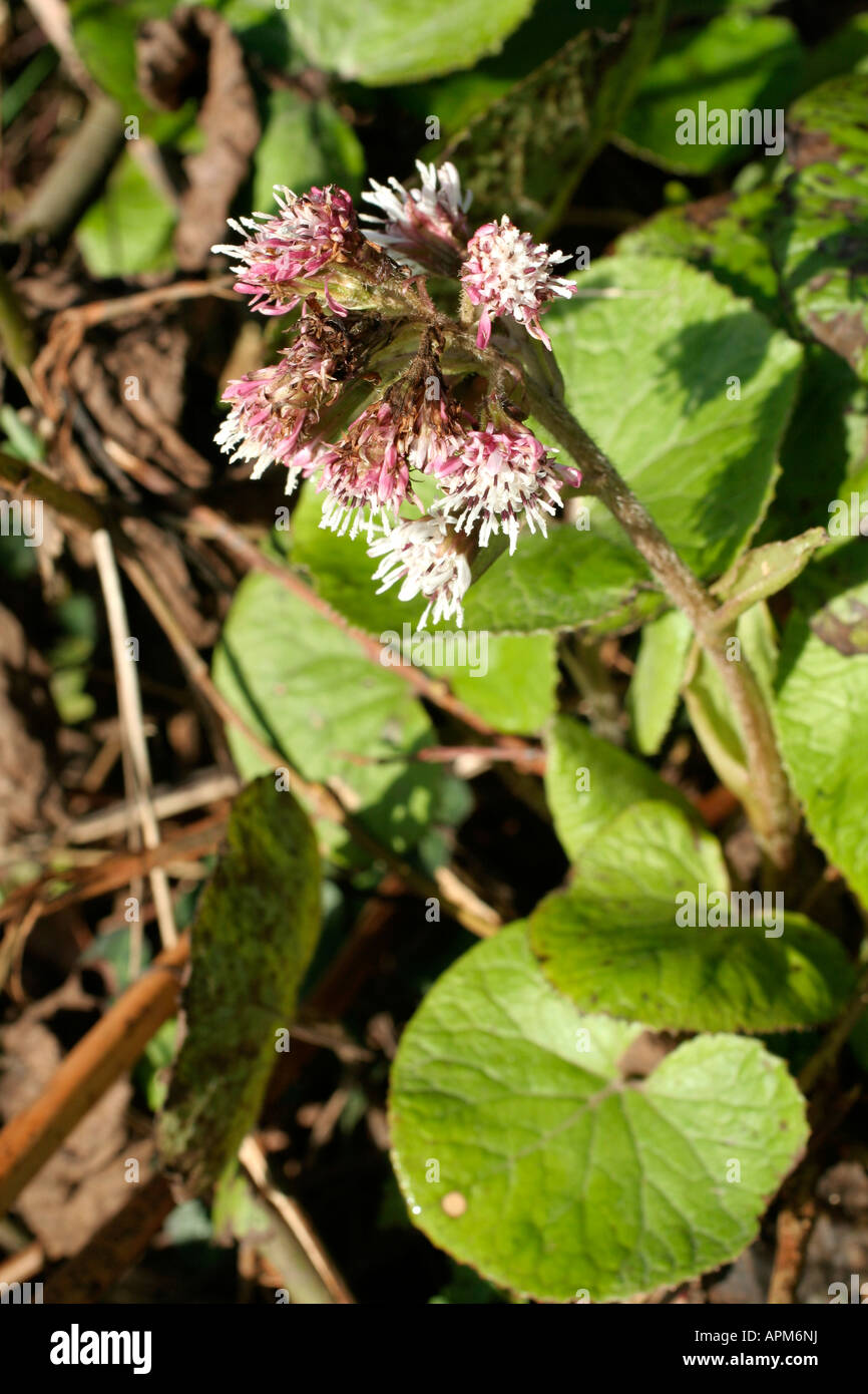 Petasites fragrans floraison héliotrope d'hiver fin janvier dans les fossés sur le Blackdown Hills Somerset Banque D'Images