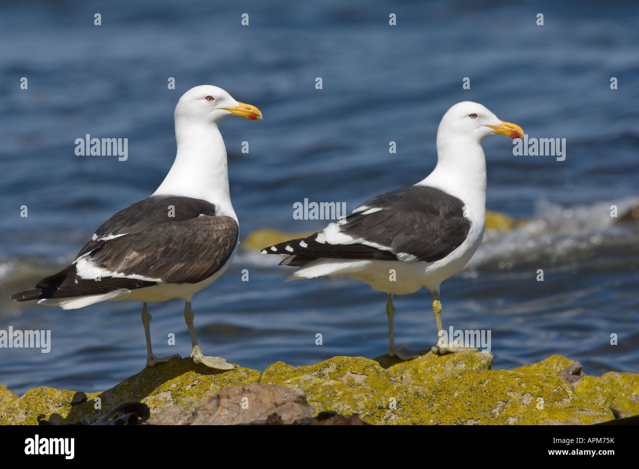 Le varech (Larus dominicanus paire adultes rock Shedder debout sur la rive de l'étang de l'île de la carcasse de l'Atlantique Sud West Falkland Banque D'Images