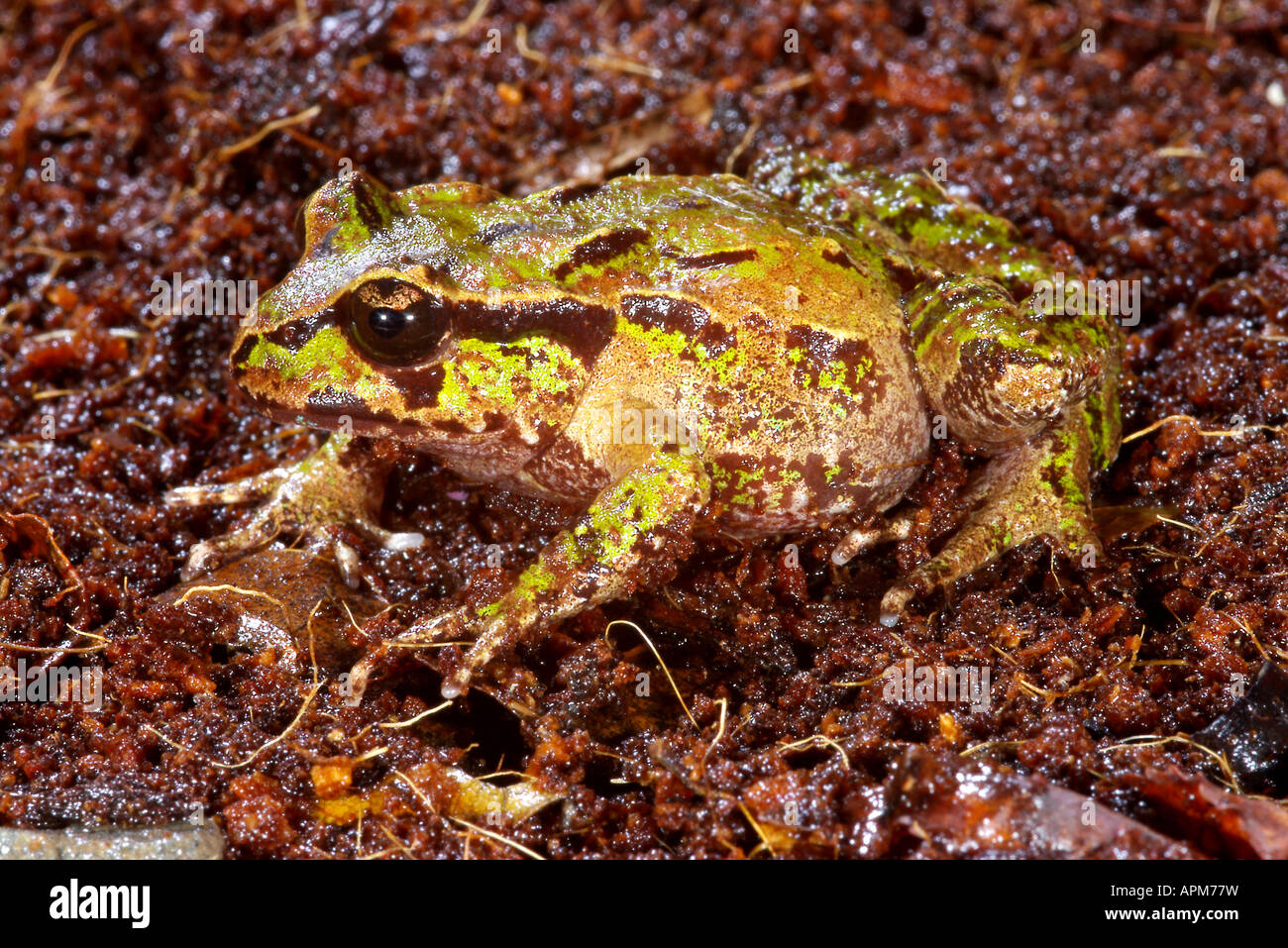 Archeys (Leiopelma archeyi grenouille) sur le terrain Banque D'Images