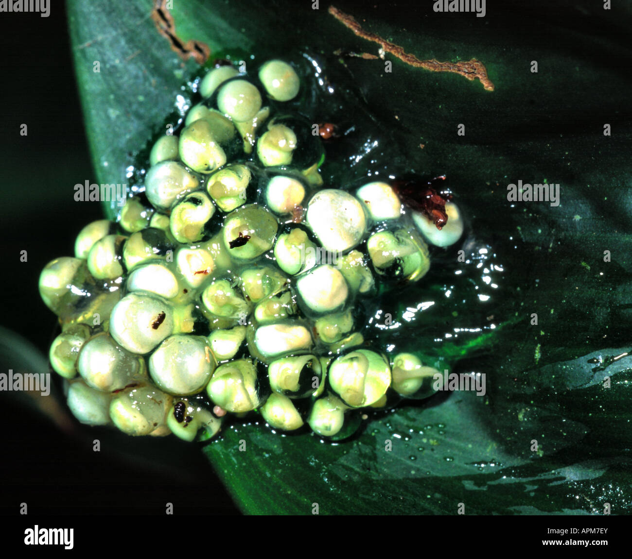 La Rainette aux yeux rouges (agalychnis callidryas), les œufs sur une feuille Banque D'Images