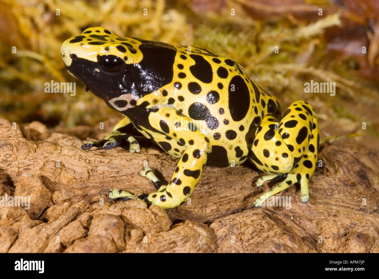 À bandes jaunes Poison Dart Frog (Dendrobates leucomelas) Banque D'Images