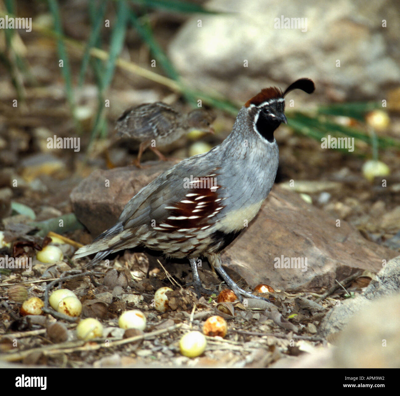 La caille de Gambel avec de jeunes dans l'arrière-plan Callipepla gambelli captif - Banque D'Images