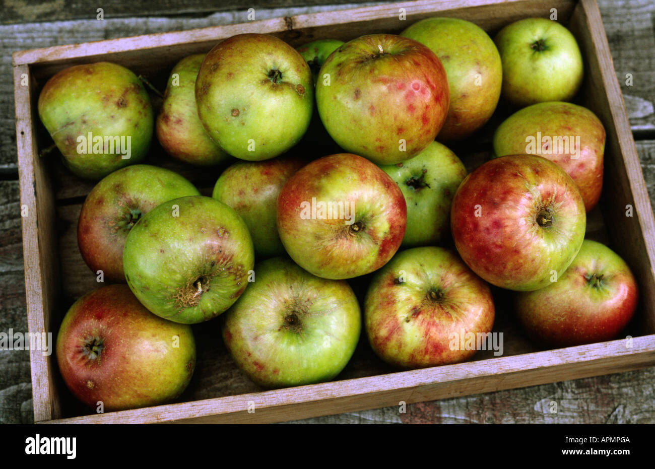 Pommes Banque D'Images