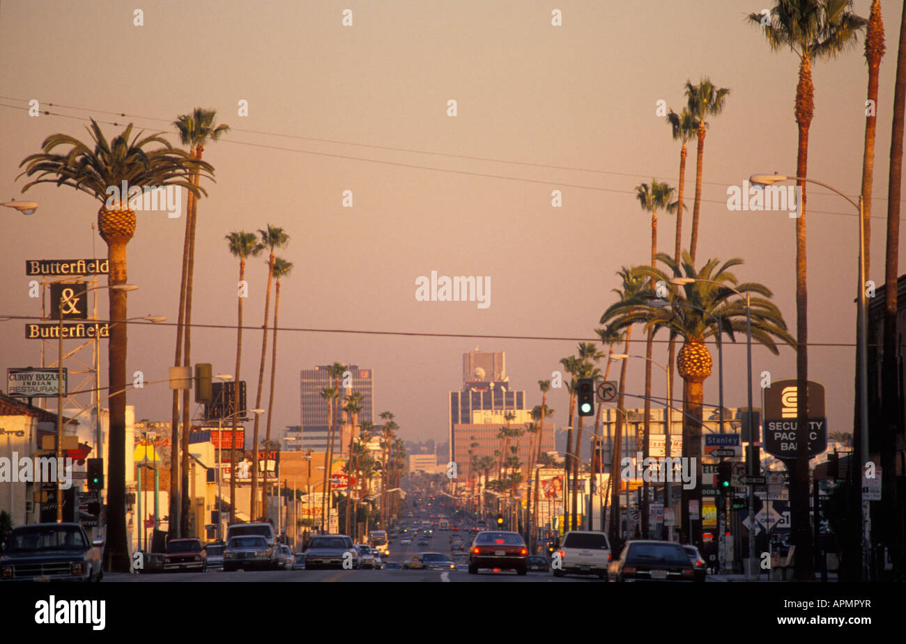 Sunset Blvd près de Dawn à Hollywood Los Angeles California USA Banque D'Images