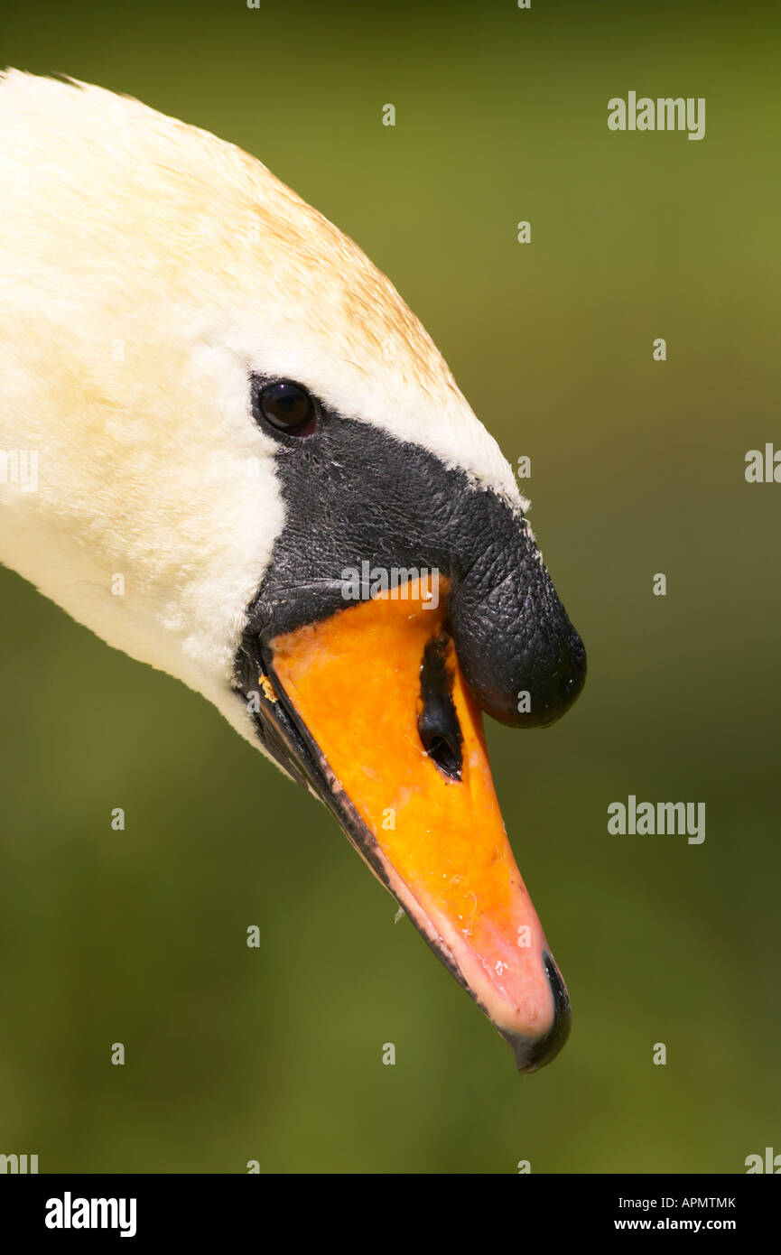 Portrait de cygne muet Banque D'Images