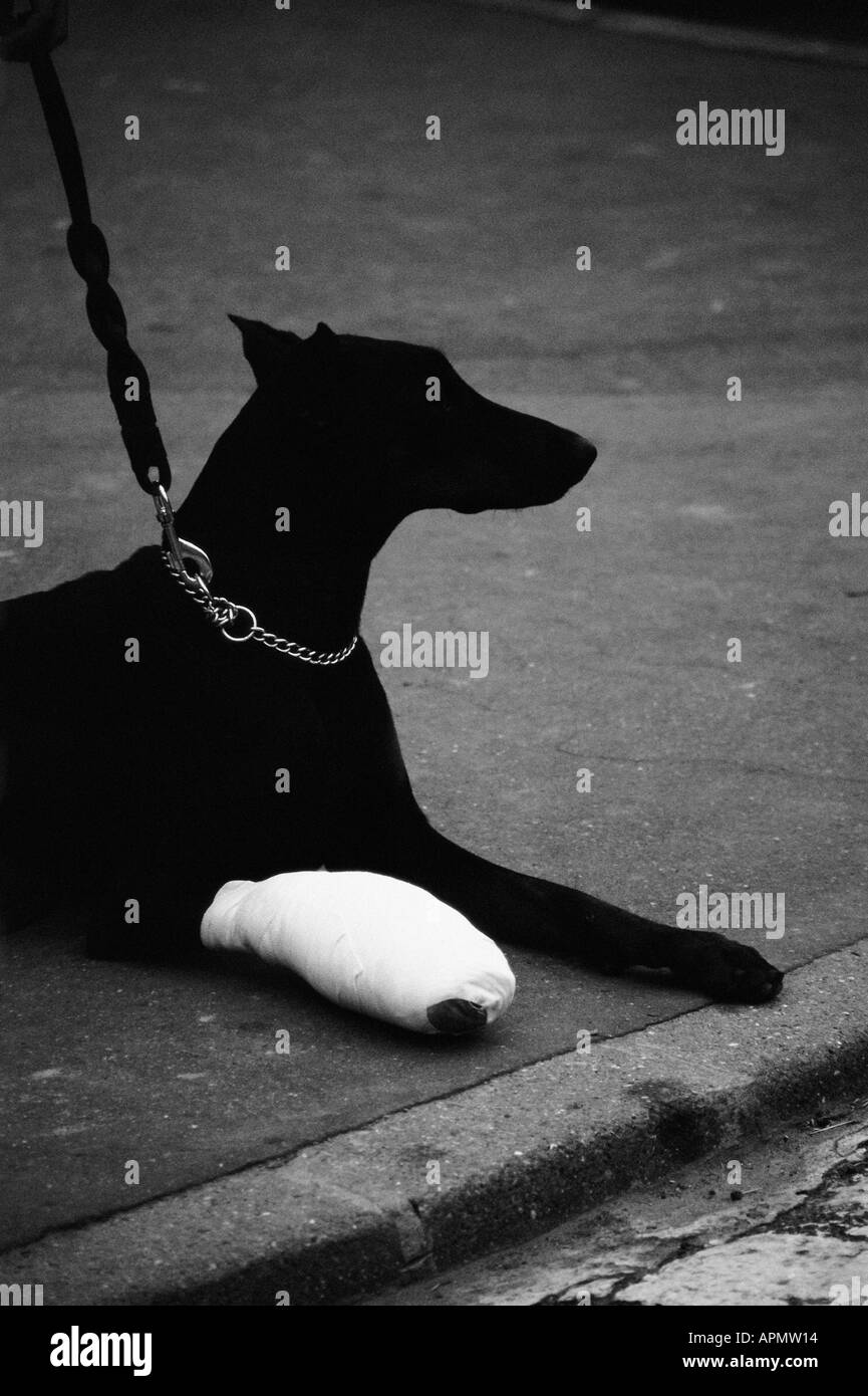Chien avec la jambe bandée Banque D'Images