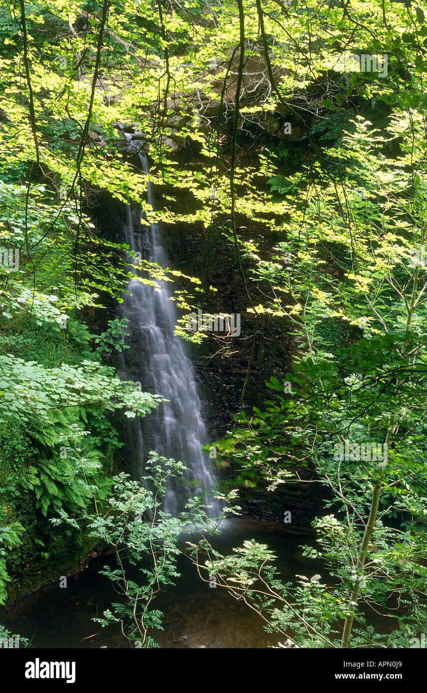 La rivière Esk tombe d'une hauteur à travers des arbres formant la cascade de tomber Foss Banque D'Images