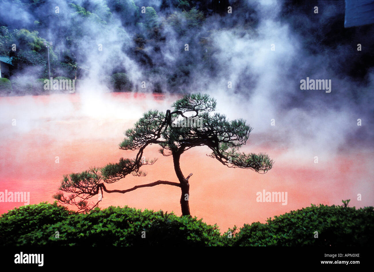 L'augmentation de vapeur au-dessus d'un pin de l'argile rouge contaminé les eaux du lac de sang Jigoku ike Chino l'enfer l'un des huit hot springs connus sous le nom de l'enfer Jigoku Pools dans laquelle les eaux atteignent point d'ébullition à la source d'eau chaude de Beppu centre Banque D'Images