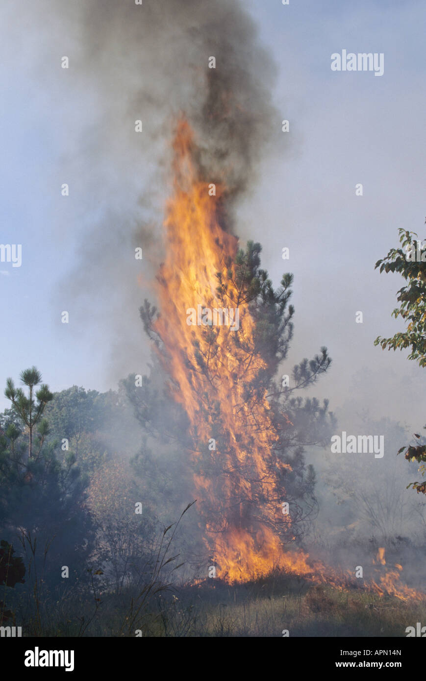 Feu de forêt Banque D'Images