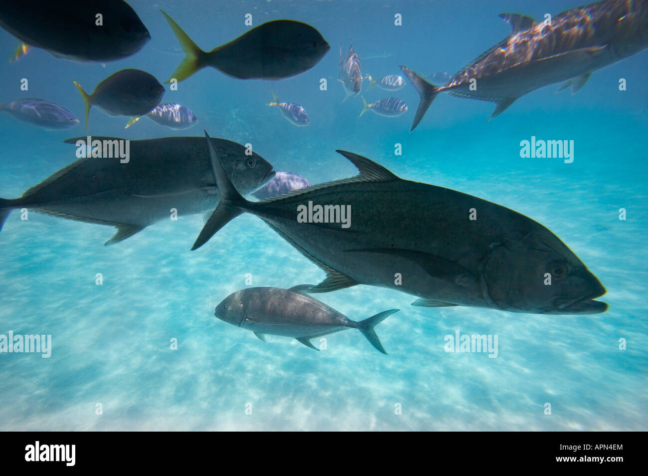 Vu de poisson sous-marin Semi Green Island Great Barrier Reef Marine Park North Queensland Australie Banque D'Images