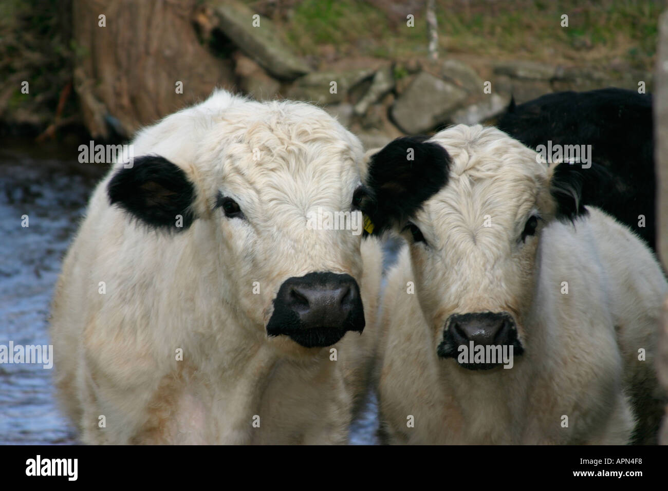 Vaches blanches Banque D'Images