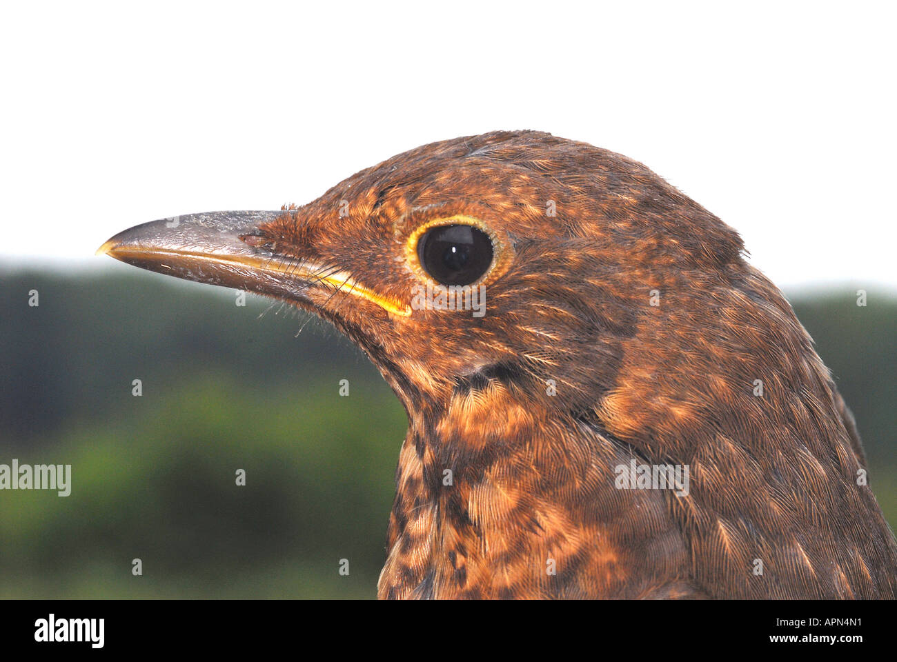 THRUSH Grive musicienne grive musicienne (Turdus philomelos) Banque D'Images