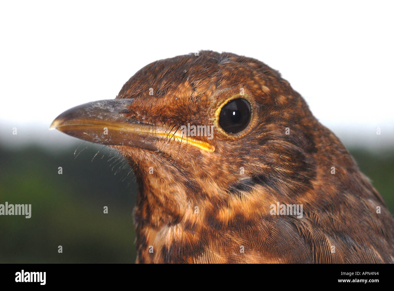 THRUSH Grive musicienne grive musicienne Turdus ericetorun ericetorun Banque D'Images