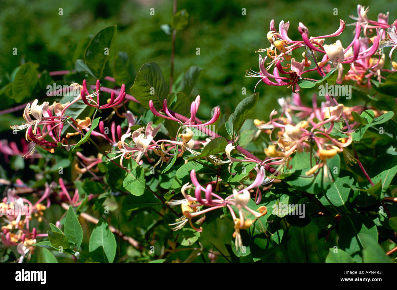 Honeysuckle rose et blanc en Dollar Glen Banque D'Images
