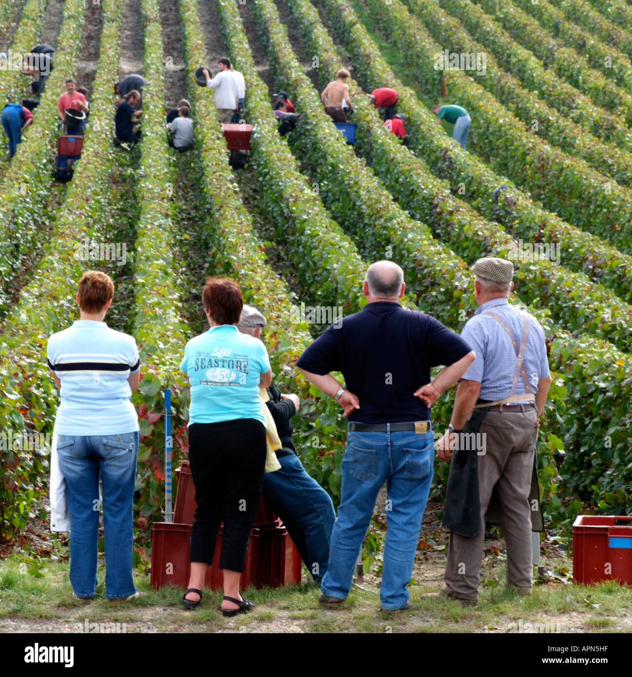 La récolte dans les vignes de Champagne de Reims et Epernay France Europe UE Banque D'Images