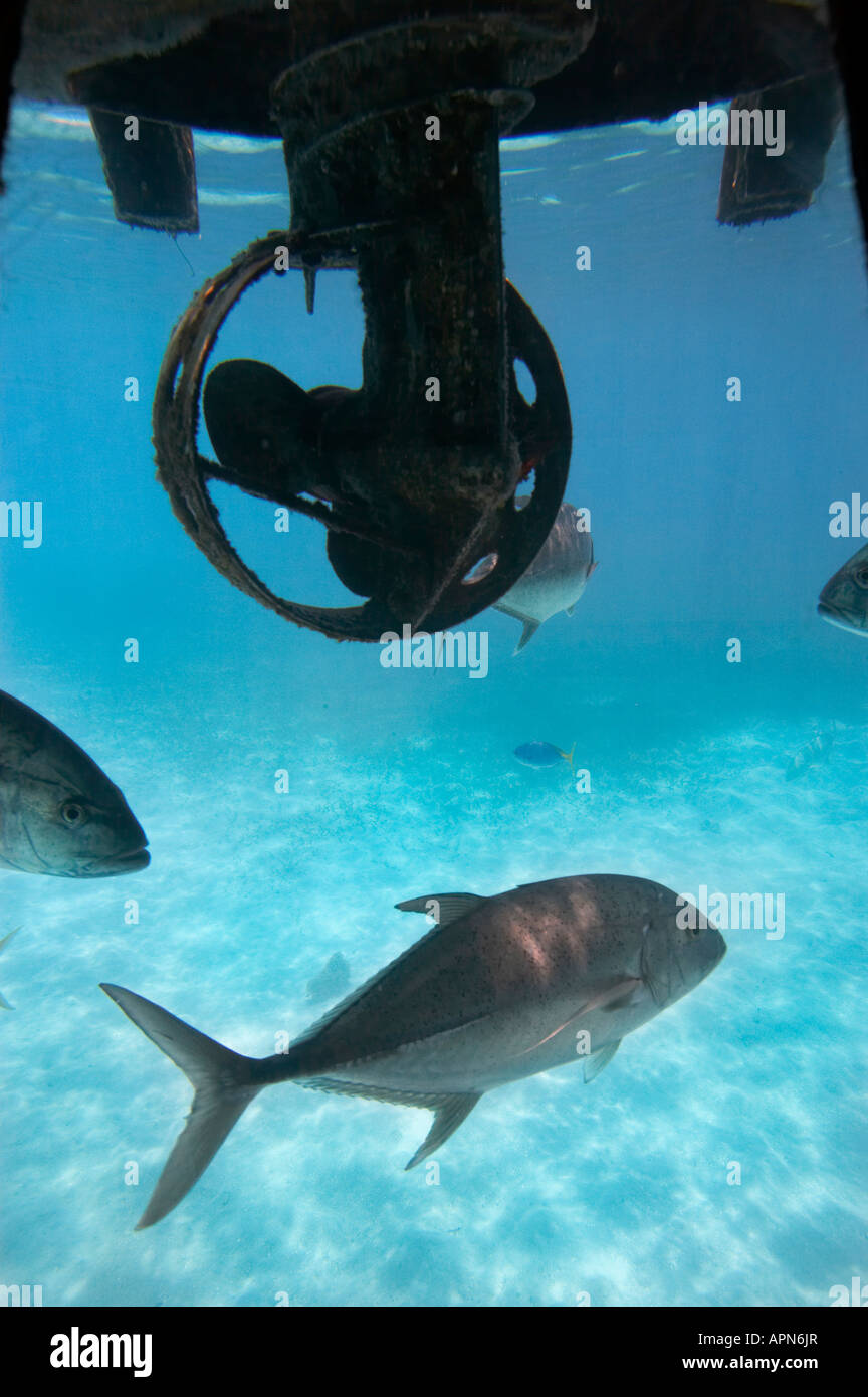 Les poissons et sur l'hélice sous-marine Semi Green Island Great Barrier Reef Marine Park North Queensland Australie Banque D'Images