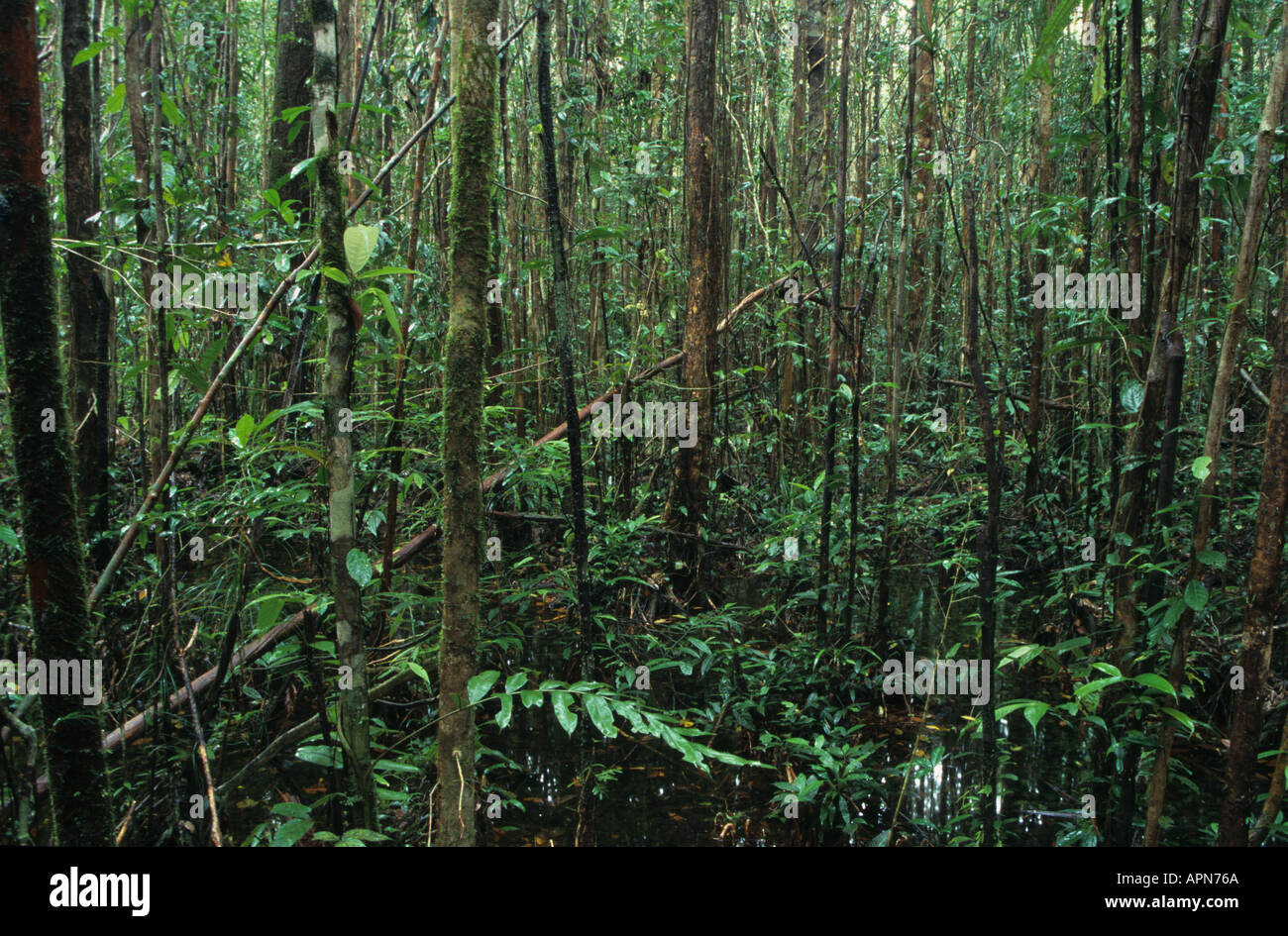 L'intérieur de la forêt tropicale du Sarawak en Malaisie Banque D'Images