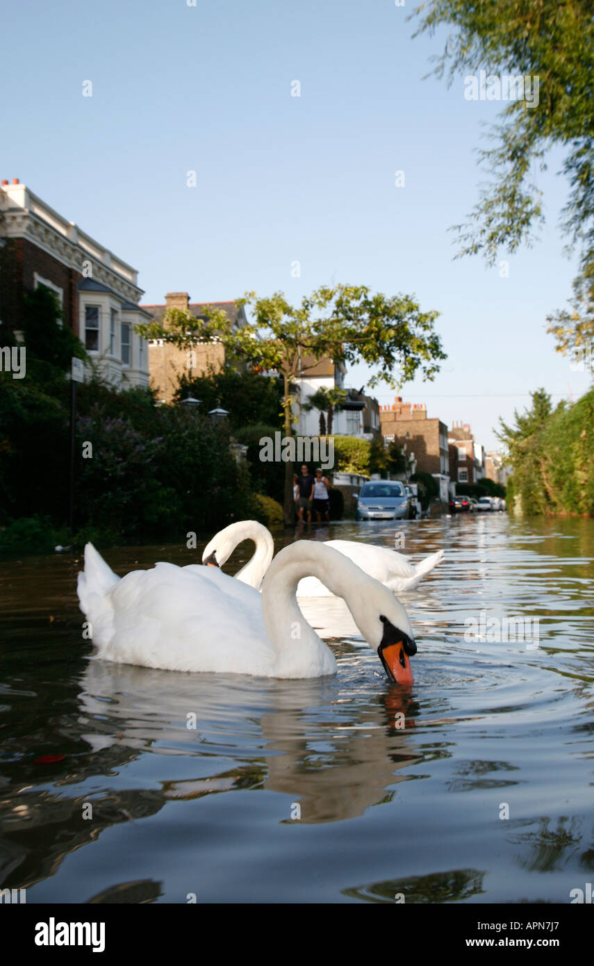 Les cygnes nager le long de la route d'inondation, Chiswick, rivière, Thames. Banque D'Images