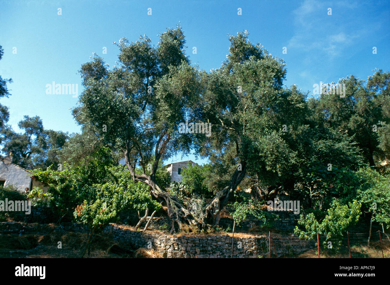 Le vert des oliviers de l'île de Paxos s culture principale et l'inquiétude Banque D'Images