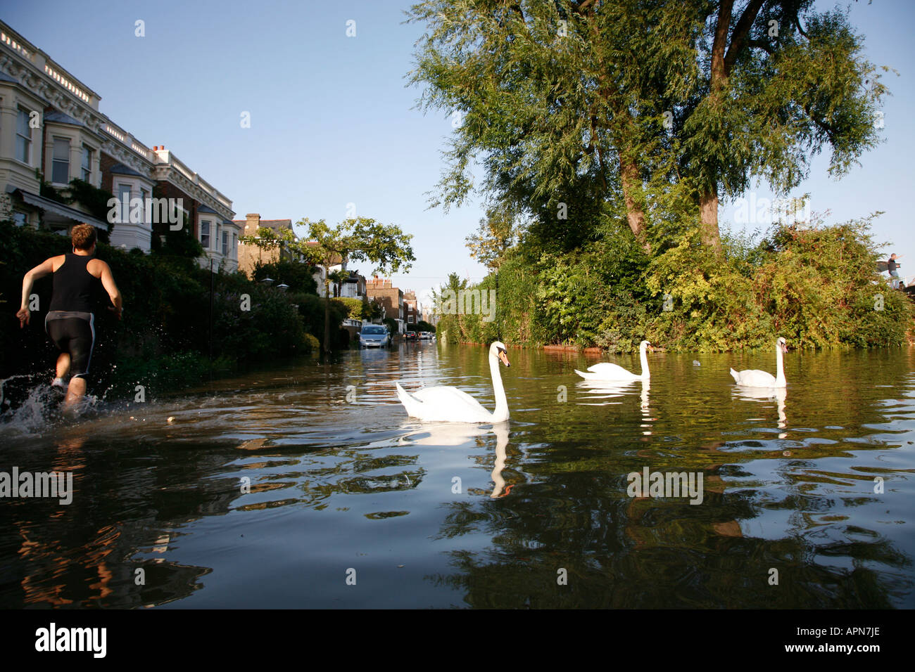 Runner, traverse la route inondée parcing cygnes. Chiswick, Tamise Banque D'Images