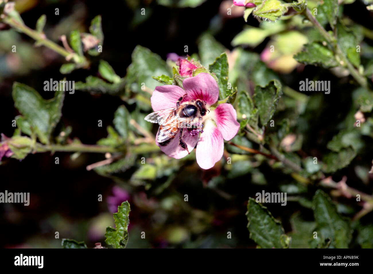 Hairy ou faux/ Mauve Hibiscus Nain/Sandrose -Anisodontea scabrosa-famille des Malvacées Banque D'Images