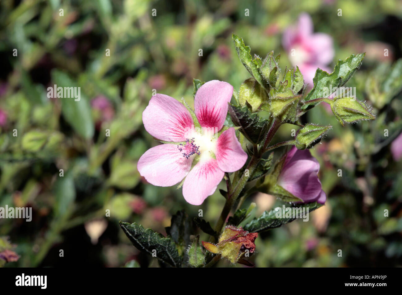 Hairy ou faux/ Mauve Hibiscus Nain/Sandrose -Anisodontea scabrosa-famille des Malvacées Banque D'Images