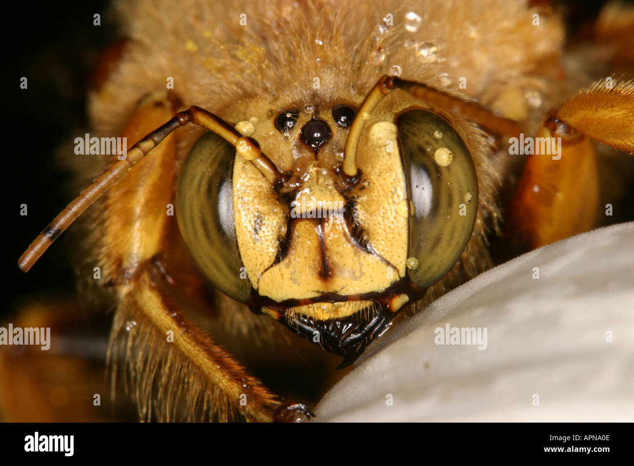 Valley abeille charpentière closeup Banque D'Images