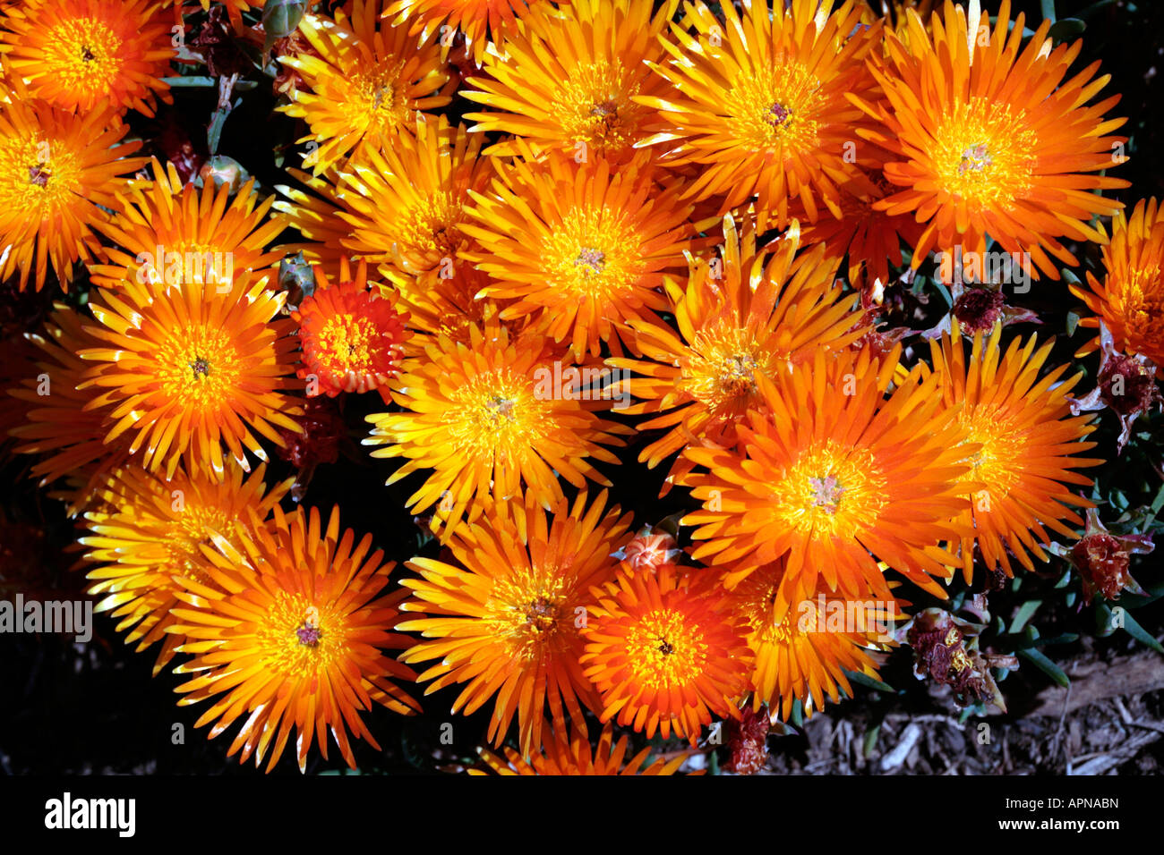 Lampranthus Orange Ice plant / arrière / Vygie- Lampranthus-Family Aizoaceae Banque D'Images