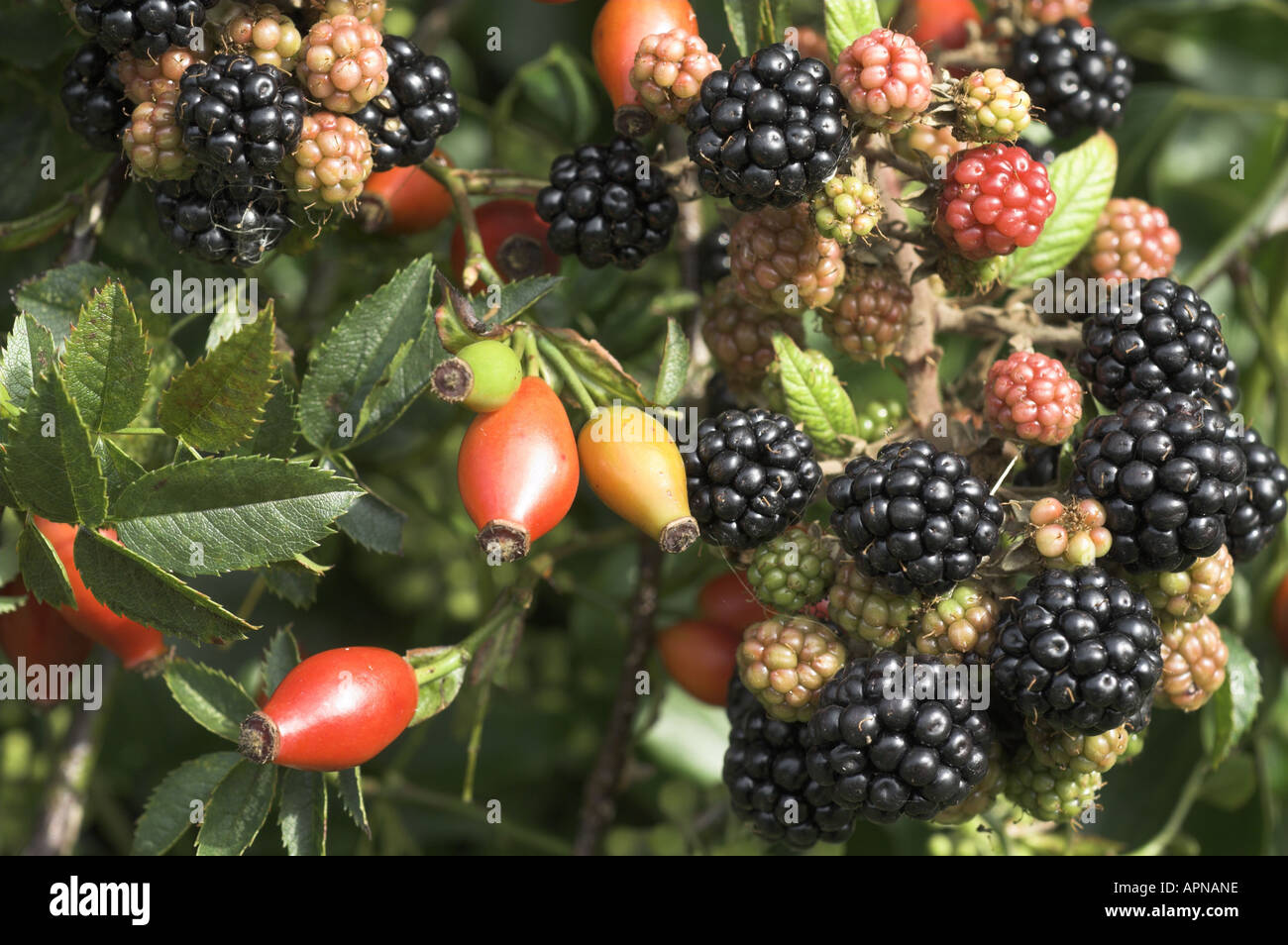 Les mûres Bramble Rubus fruticosus agg et églantier Rosa spp. à l'automne haie Norfolk UK Septembre Banque D'Images