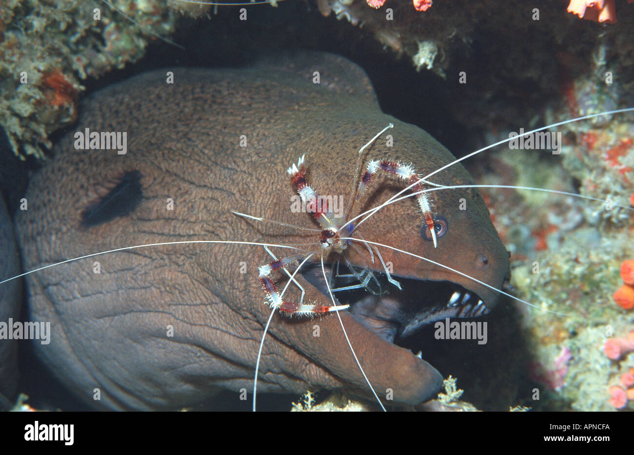 Coral banded shrimp, crevettes géantes avec filtre à bandes (Stenopus hispidus moray, Gymnothorax javanicus), nettoyage de la crevette le pe Banque D'Images