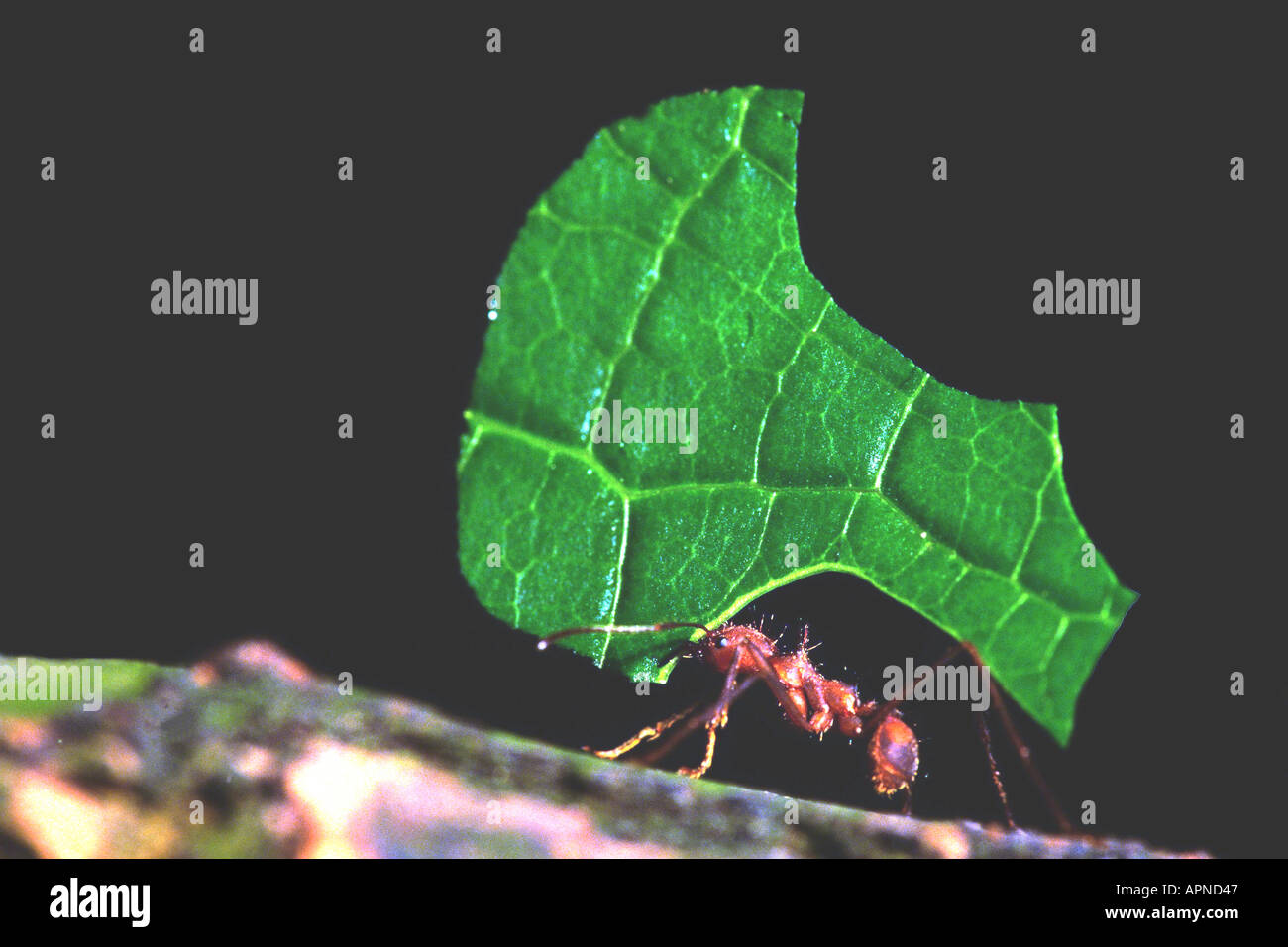 Ant de mégachiles (Atta spec.), faisant leaf Banque D'Images