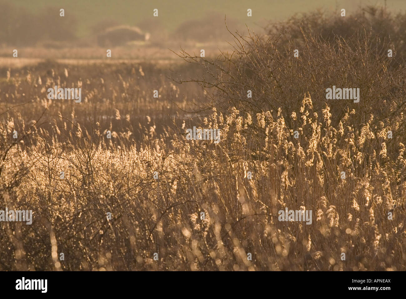 Roseau Phragmites et de marais dans la lumière du soleil d'hiver Banque D'Images Roseau Phragmites et de marais dans la lumière du soleil d'hiver Banque D'Images